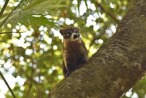 pequeno espécime do quati sobe árvores 2 foto