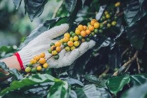 árvore de café com grãos de café na plantação de café, como colher os grãos de café. trabalhador colher grãos de café arábica. foto