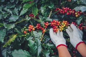 árvore de café com grãos de café na plantação de café, como colher os grãos de café. trabalhador colher grãos de café arábica. foto