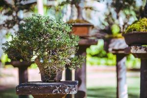 árvore de bonsai do parque natural. no Parque foto