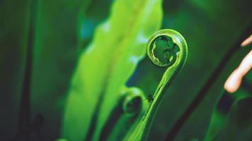 fundo natural de folhas verdes. fundo asplenium nidus foto