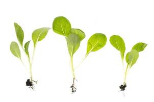 microgreen. jovens brotos verdes com raízes isoladas no fundo branco. foto