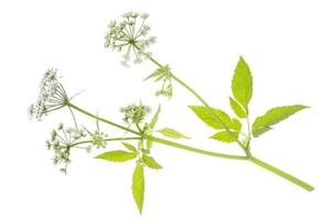 plantas com flores silvestres crescendo em campo isolado no fundo branco. foto