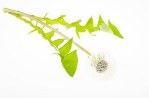 única flor de dente de leão branco desbotado com folhas verdes. foto