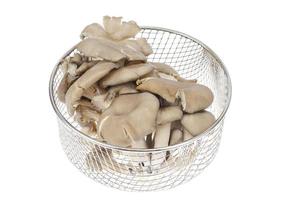 cogumelos ostra cinzentos frescos isolados no fundo branco.