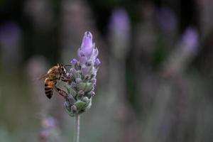 abelha polinizando flores de lavanda à base de plantas em um campo. foto