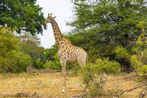 bela alta majestosa girafa kruger parque nacional safari áfrica do sul.