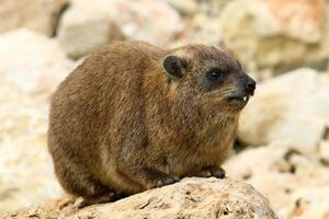 a hyrax mentiras em quente pedras aquecido de a Sol. foto