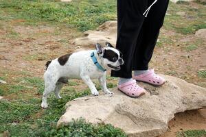 uma cachorro em uma andar dentro uma cidade parque. foto