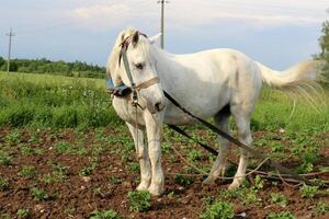 a cavalo é uma doméstico equid animal. foto