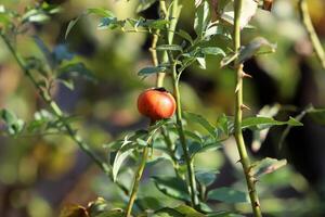 uma rosa quadril cresce e ursos fruta dentro uma cidade parque dentro Israel. foto