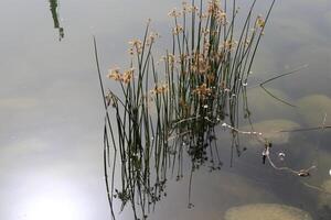 lago Kineret. a do lago litoral é a mais baixo massa de terra em terra foto