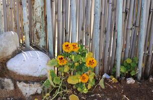 verde plantas e flores crescer ao longo uma cerca dentro uma cidade parque. foto