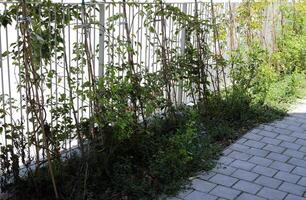 verde plantas e flores crescer ao longo uma cerca dentro uma cidade parque. foto