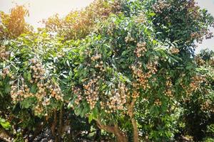 Longan pomares frutas do jardim na árvore longan - frutas tropicais no verão da Tailândia foto