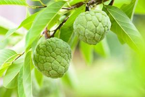 Maçã de açúcar fresco em árvore no jardim maçã de creme de frutas tropicais em fundo verde natural - annona sweetsop foto