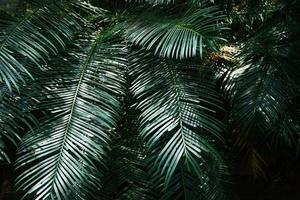 plam folhas padrão verde natural em fundo escuro - folhas lindas na selva de plantas de floresta tropical foto