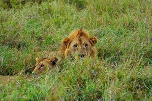 dois leões um macho e uma fêmea foto