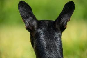 a parte de trás da cabeça de um chihuahua preto foto