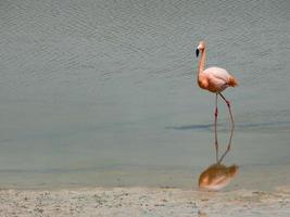 flamingo na água foto