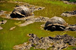 tartaruga de galápagos em água lamacenta foto