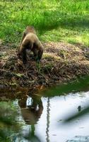 macaco chorongo, amazônia, equador foto