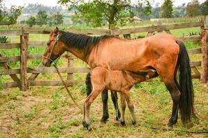 mãe e jovem cavalo foto