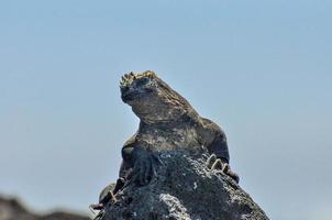 iguana marinha, equador galápagos foto
