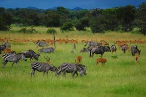 animais nas planícies da áfrica foto