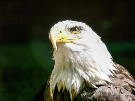águia americana foto