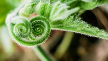 belos detalhes do caule da planta foto