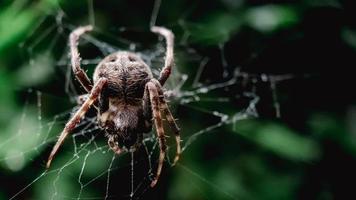 macro shot spider na teia de aranha foto