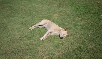 cachorro doméstico tailandês dormindo foto