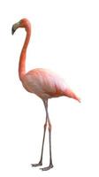 pássaro flamingo isolado