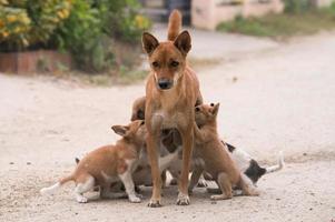 amamentando cachorro tailandês doméstico foto