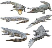 crocodilo siamês isolado no fundo branco