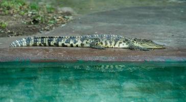 crocodilo descansando perto da água foto