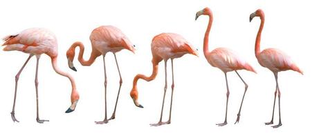 lindo pássaro flamingo isolado foto