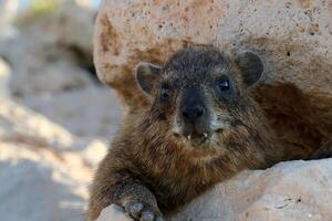 a hyrax mentiras em quente pedras aquecido de a Sol. foto