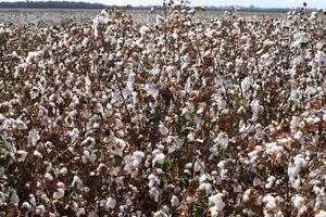 algodão é uma plantar fibra este cobre algodão sementes foto