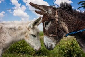 burro em uma típica fazenda italiana foto