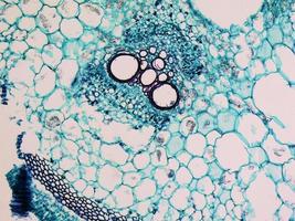 micrografia de haste de cucurbita foto