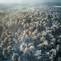 lindo inverno paisagem, neve e abeto árvores, realista foto