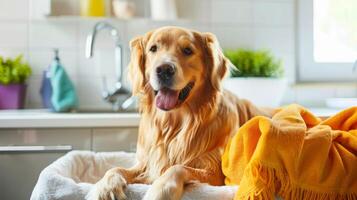 uma conteúdo dourado retriever salões em uma acolhedor cobertor com uma brilhante, ensolarado cozinha fundo. foto