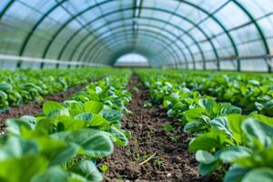 linhas do verde plantas crescendo dentro estufa Fazenda. conceito do agricultura, sustentabilidade e orgânico Comida Produção foto