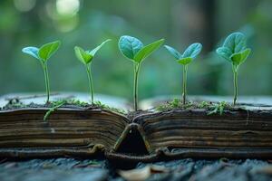 verde mudas brotando a partir de velho livro, simbolizando crescimento através conhecimento e Educação foto