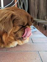 retrato do fofa pequeno Castanho cachorro deitado em a terraço foto