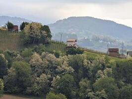 lindo verde paisagem, vinhas e casas às klenice, Croácia, hrvatsko zagorje, agrícola campo foto