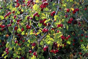 uma rosa quadril cresce e ursos fruta dentro uma cidade parque dentro Israel. foto