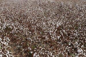 algodão é uma plantar fibra este cobre algodão sementes foto